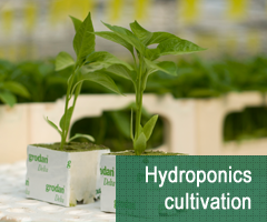 Hydroponics Cultivation