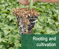 Rooting and cultivation