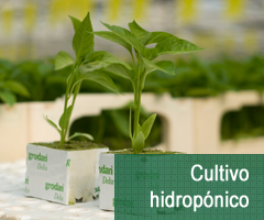 Cultivo hidropónico