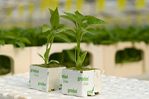 Hydroponics Cultivation